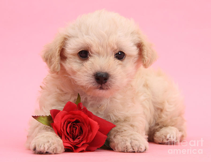 Cute Valentine Puppy Photograph by Warren Photographic