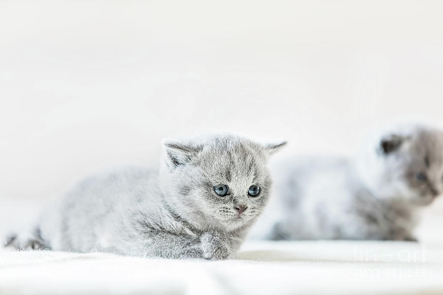 Cute vulnerable little kitten. British shorthair cat. Photograph by Michal Bednarek