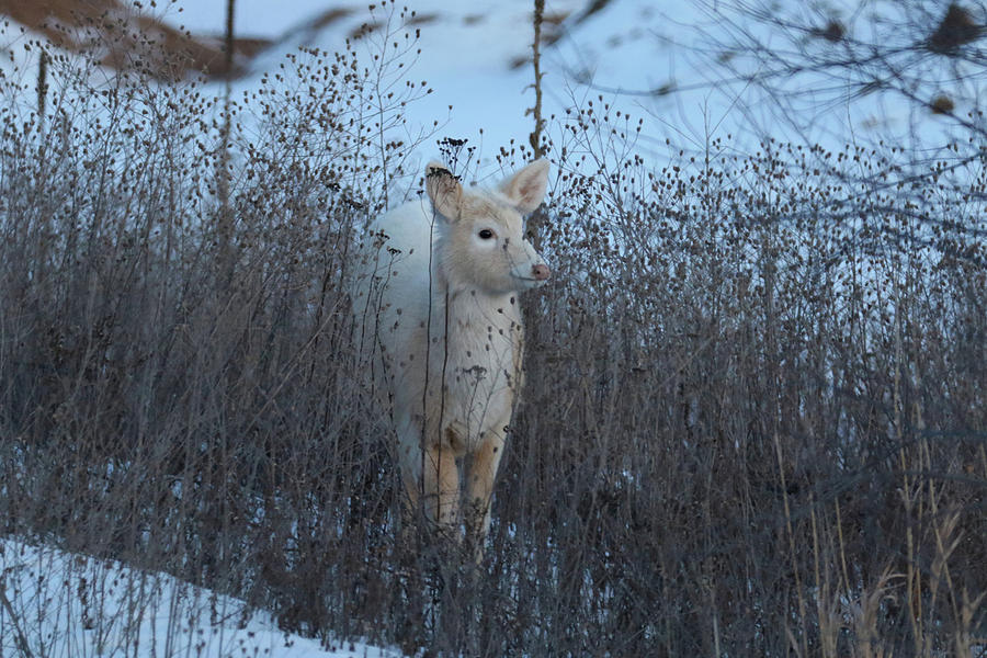 Cute White Fawn  Photograph by Brook Burling