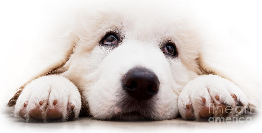 Dog Photograph - Cute white puppy dog lying and looking up. Polish Tatra Sheepdog by Michal Bednarek