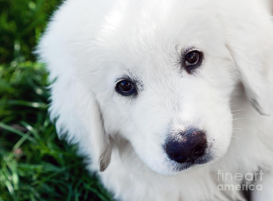 Dog Photograph - Cute white puppy dog portrait. Polish Tatra Sheepdog by Michal Bednarek