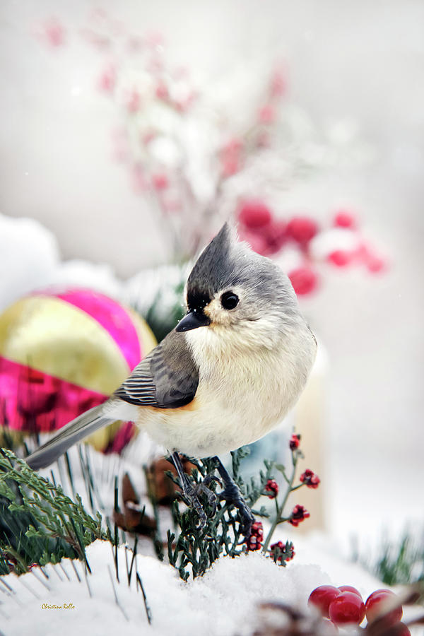 Cute Winter Bird - Tufted Titmouse Photograph by Christina Rollo