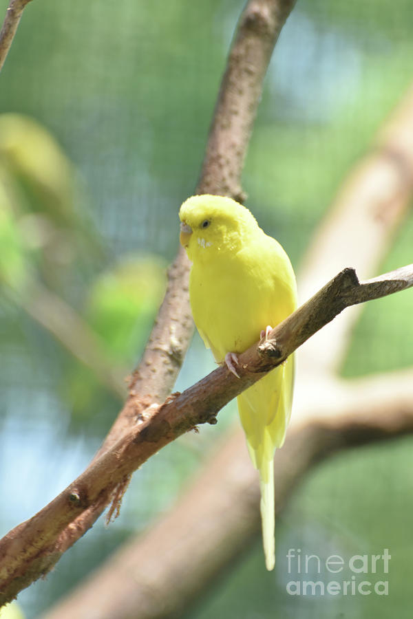 Cute Yellow Budgie Parakeet Bird Looking Around Photograph by DejaVu Designs