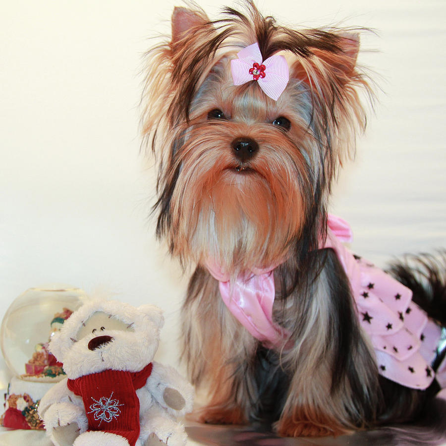 Cute Yorkie Puppy In Pink Dress Photograph