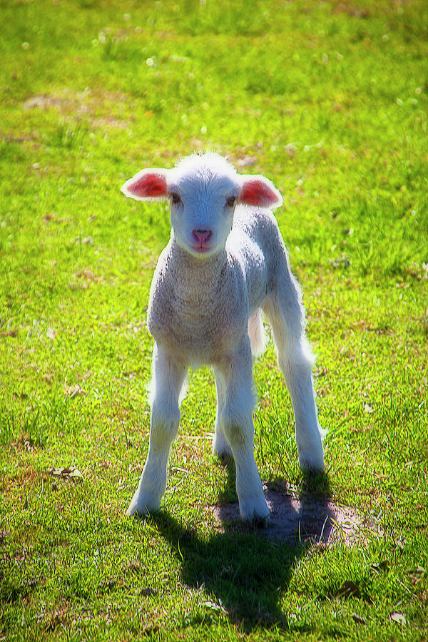 Cute Young Lamb Photograph by Garry Gay