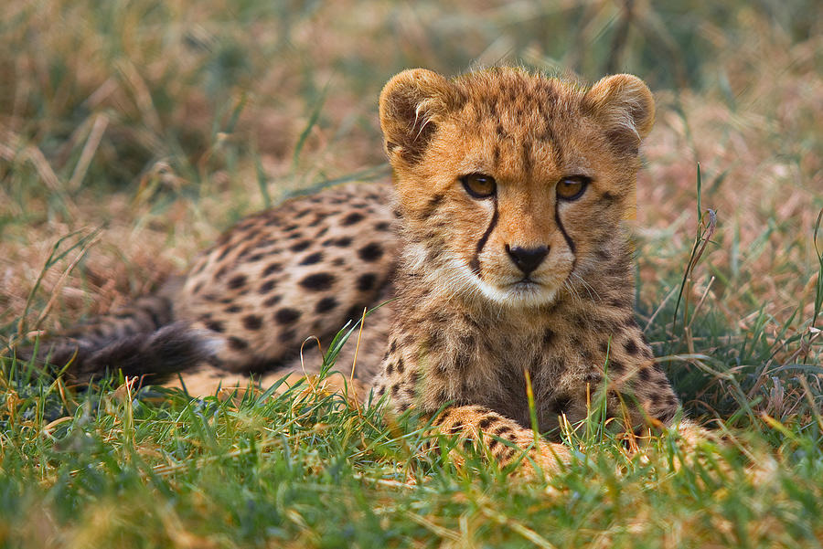 Cutest Cub Photograph by Gary Maynard - Pixels