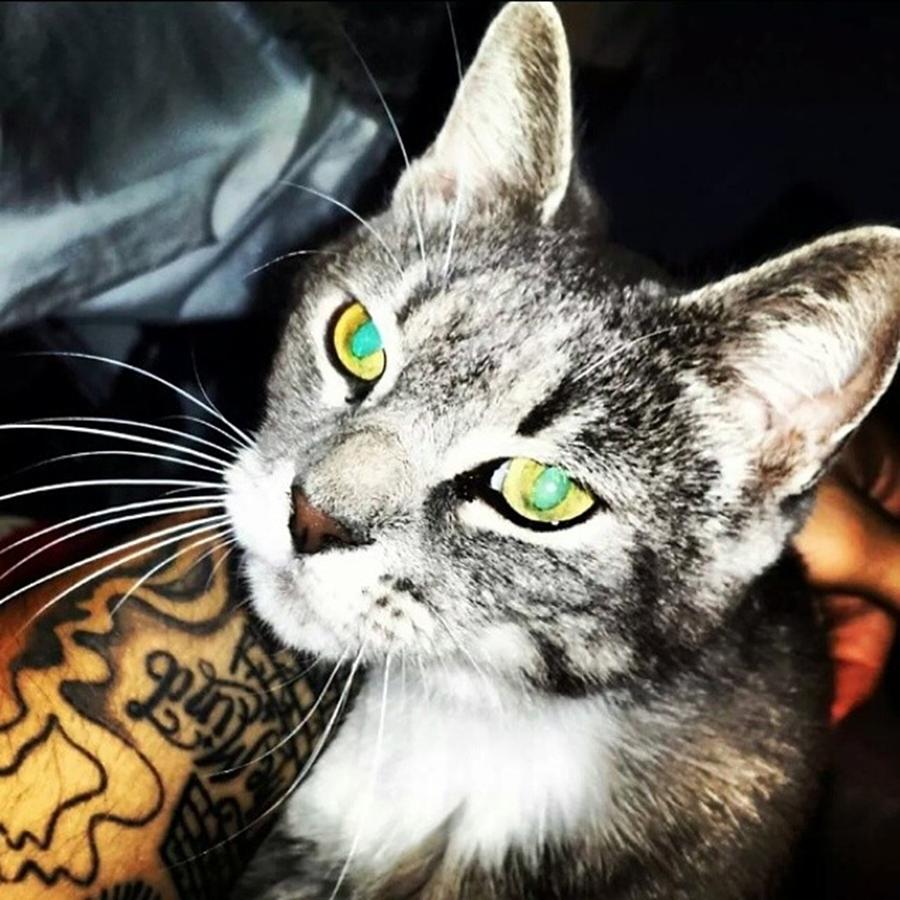 Cutest Kitty Ever! Her Eyes Turned Teal Photograph by Xaviera Rosado