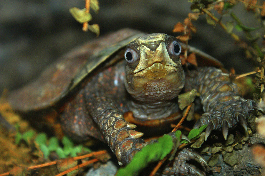 Turtle Photograph - Cutest Tortoise Evaar by DiDi Higginbotham