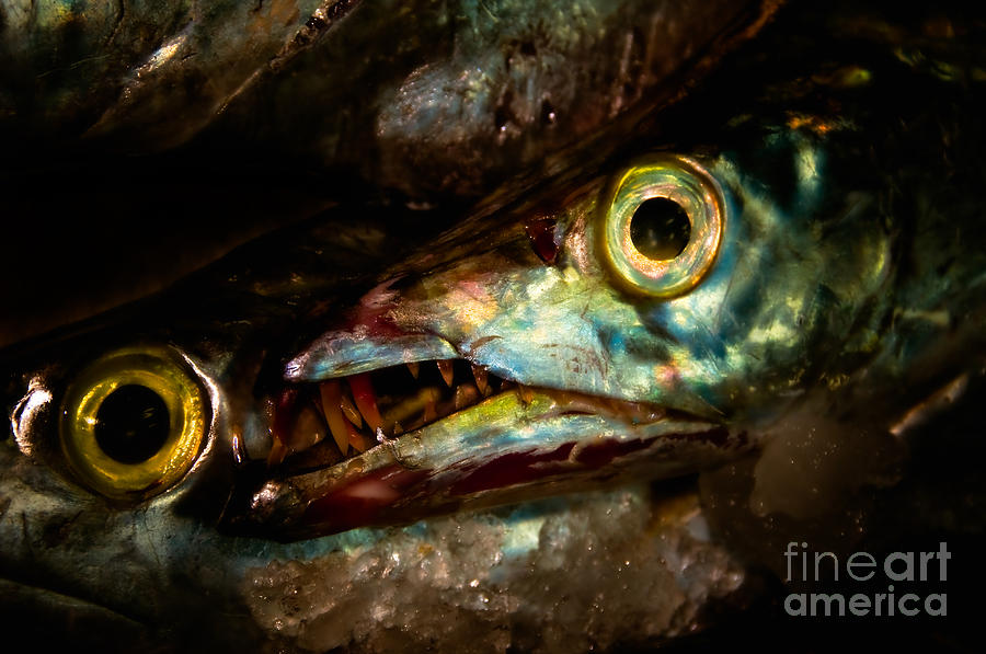 Cutlassfish Eyes Photograph by Venetta Archer
