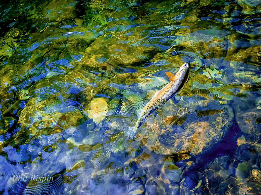 Trout Photograph - Cutthroat 2 by Phil And Karen Rispin