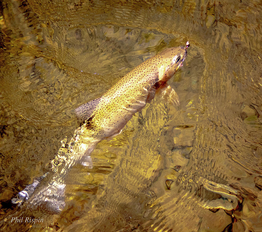 Trout Photograph - Cutthroat by Phil And Karen Rispin