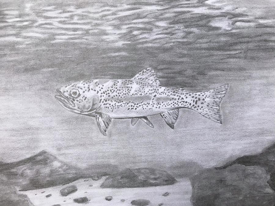 Cutthroat Trout Drawing By Amber Nation Fine Art America   Cutthroat Trout Amber Nation 