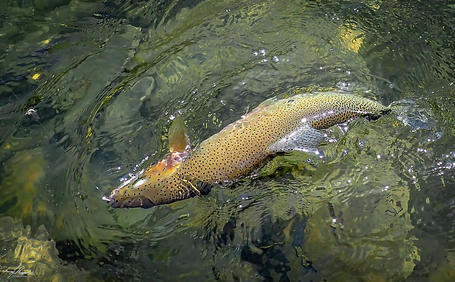 Trout Photograph - Cutthroat Trout by Phil And Karen Rispin