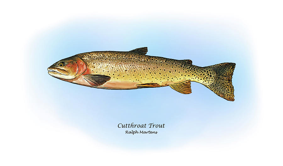 Trout Painting - Cutthroat Trout by Ralph Martens