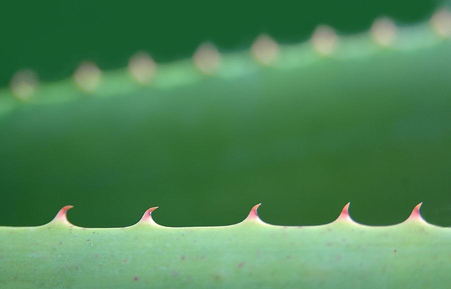 Cutting Edge Cactus Photograph by Dan Holm