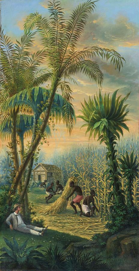Cutting Sugarcane In The Antilles Painting by Anonymous