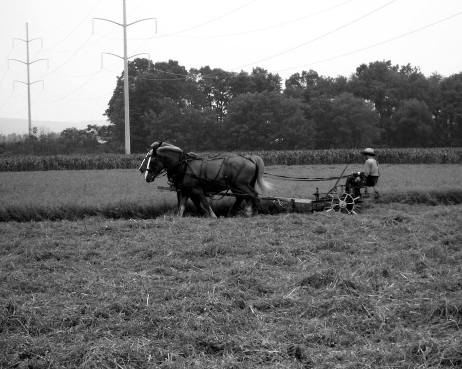 Cutting the Hay Photograph by George Jones