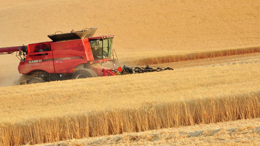 Farm Photograph - Cutting Wheat 1352 by Jerry Sodorff