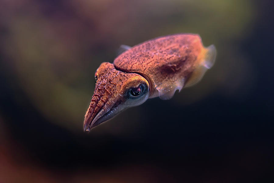 Cuttlefish #2 Photograph by Susan Rissi Tregoning