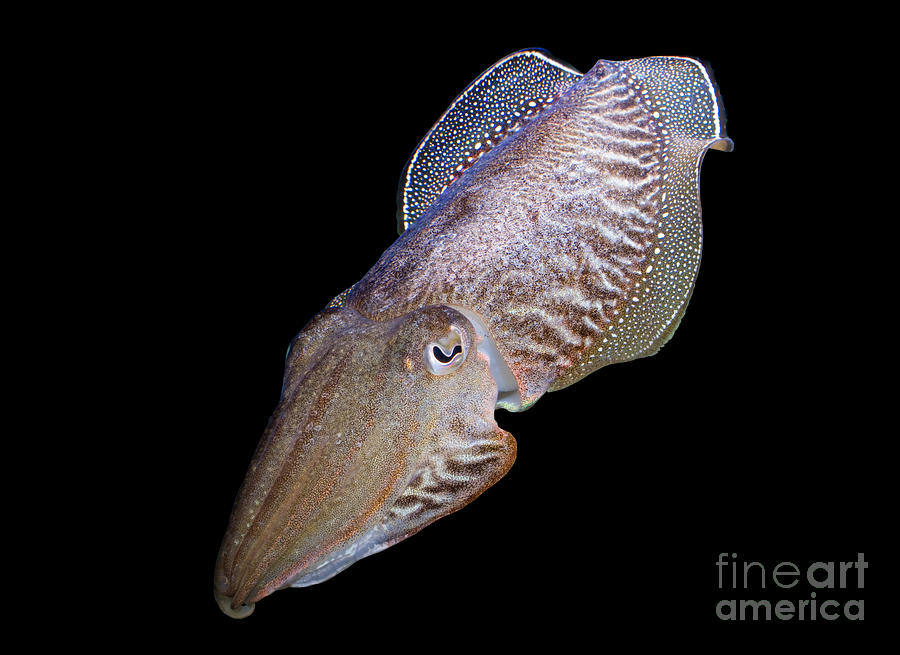 Cuttlefish at Night Photograph by Anthony Totah Cuttlefish at Night Photograph by Anthony Totah