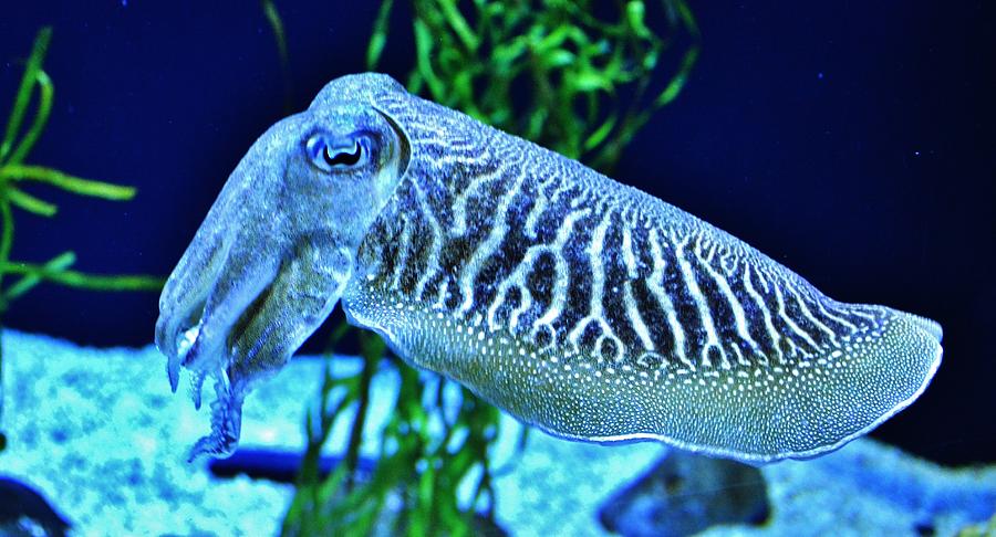 Cuttlefish Photograph by Eileen Brymer