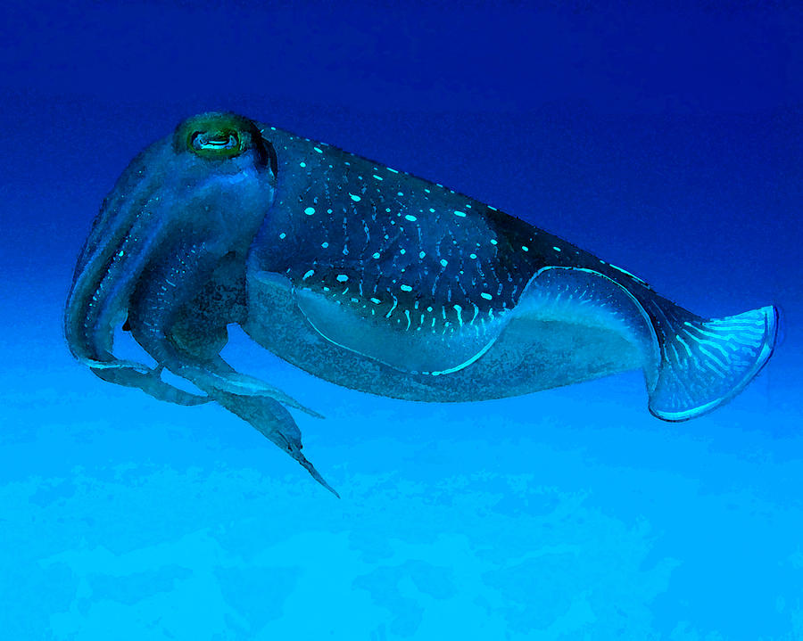 Cuttlefish Digital Art by Gary Hughes