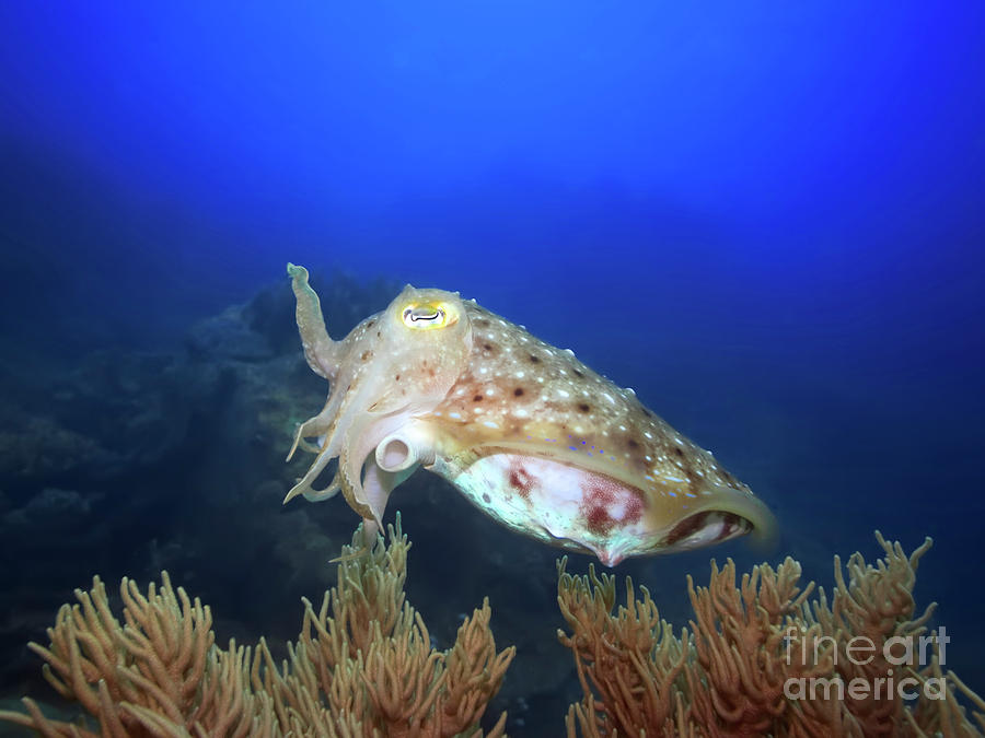 Fish Photograph - Cuttlefish underwater by MotHaiBaPhoto Prints