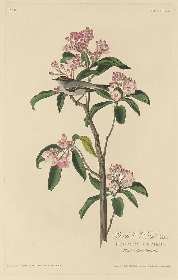 John James Audubon Drawing - Cuviers Wren by Dreyer Wildlife Print Collections 