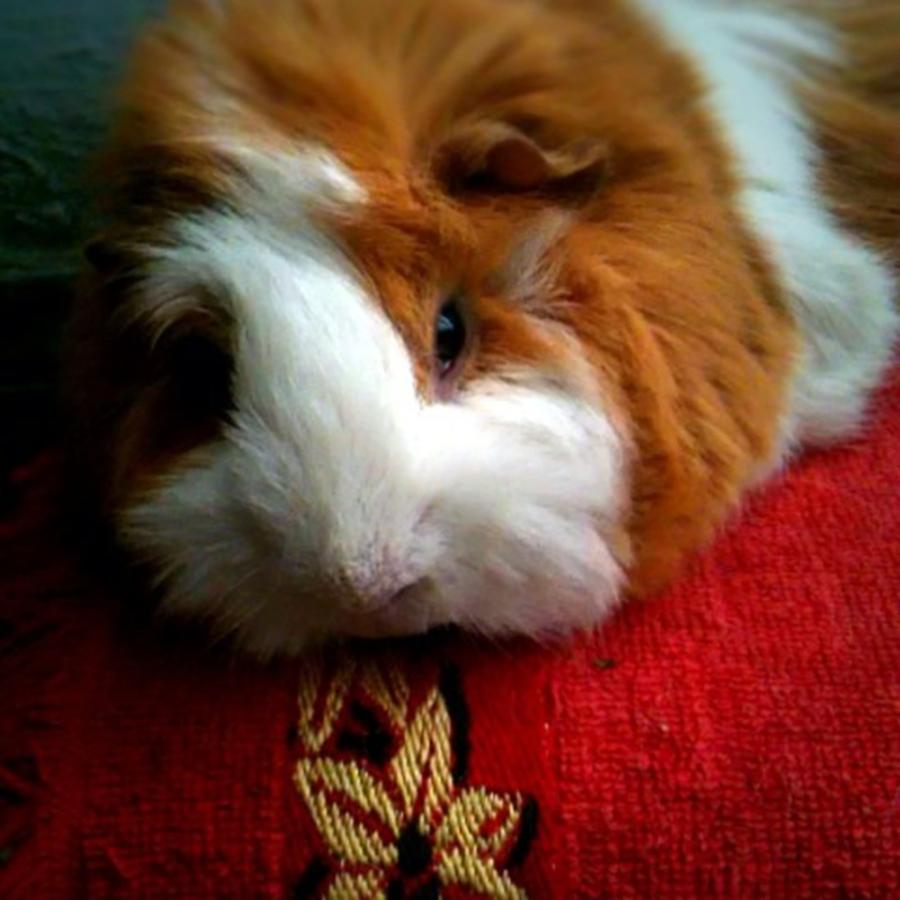 Movie Photograph - #cuyo #pet #guss #guineapig by Michel Cisneros