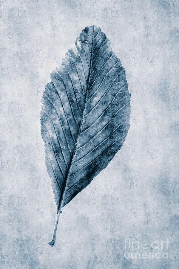 Cyanotype Leaf Photograph