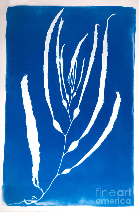 Cyanotype Print Of Kelp Seaweed Photograph by Ted Kinsman