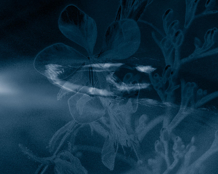 Nude Photograph - Cyanotype Swimmer by Trish Hale Nude Photograph - Cyanotype Swimmer by Trish Hale