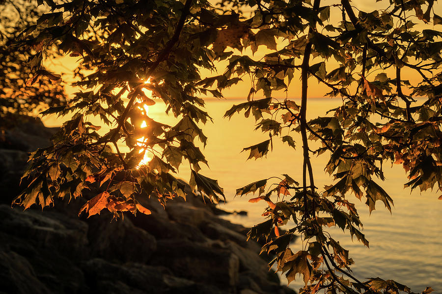 Cyber Yellow Sunset Through the Maple Screen Photograph by Georgia Mizuleva