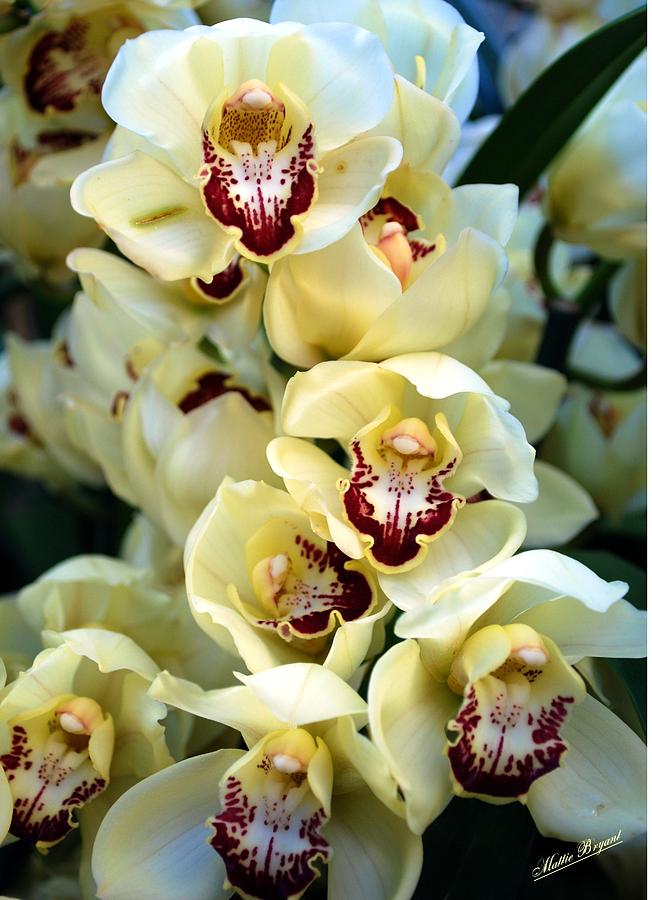 Cybidium Orchids Photograph by Mattie Bryant