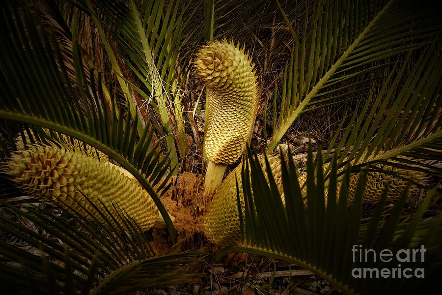 Cycad Photograph by Cassandra Buckley
