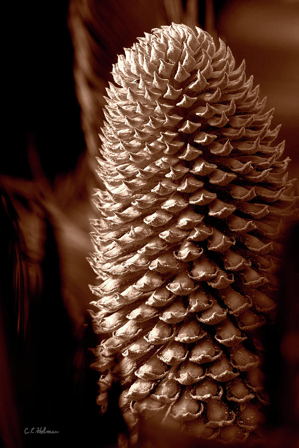 Cycad Cone - Sepia Photograph by Christopher Holmes