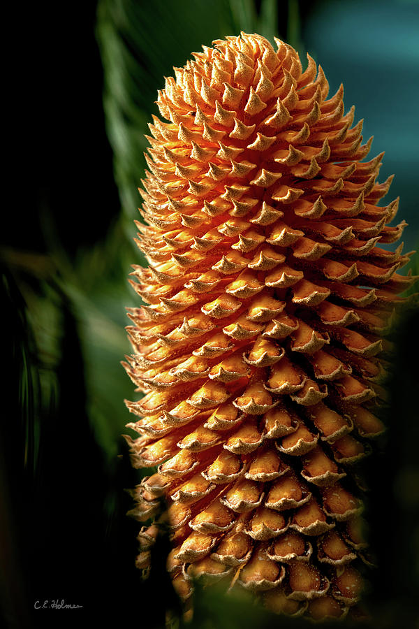Cycad Cone Photograph by Christopher Holmes