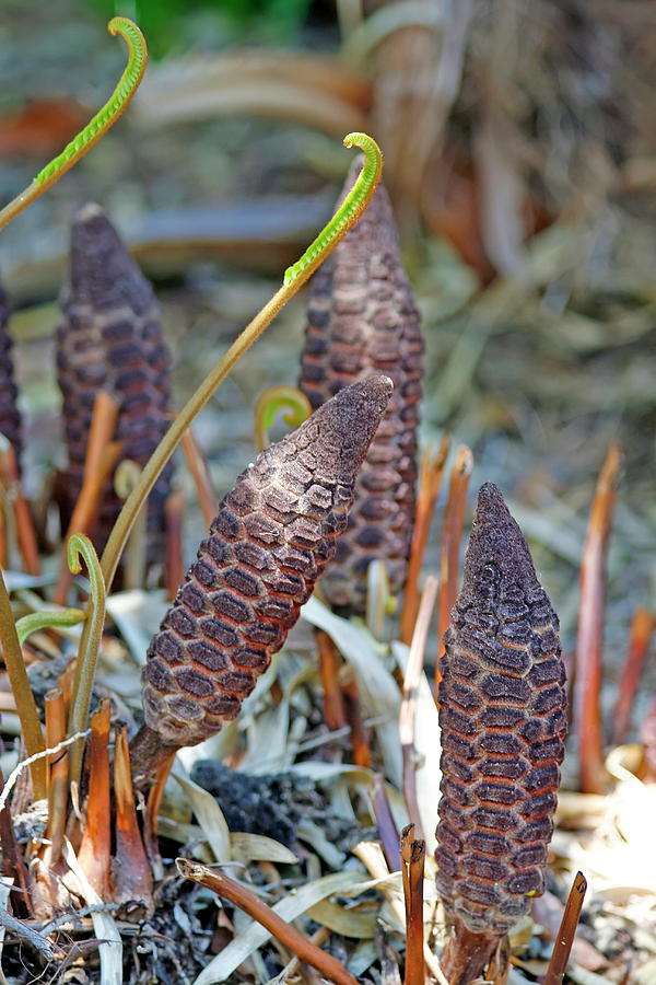 Cycad Cones Photograph By Daniel Caracappa Pixels 