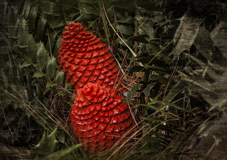 cycad-photograph-by-edelberto-cabrera-fine-art-america