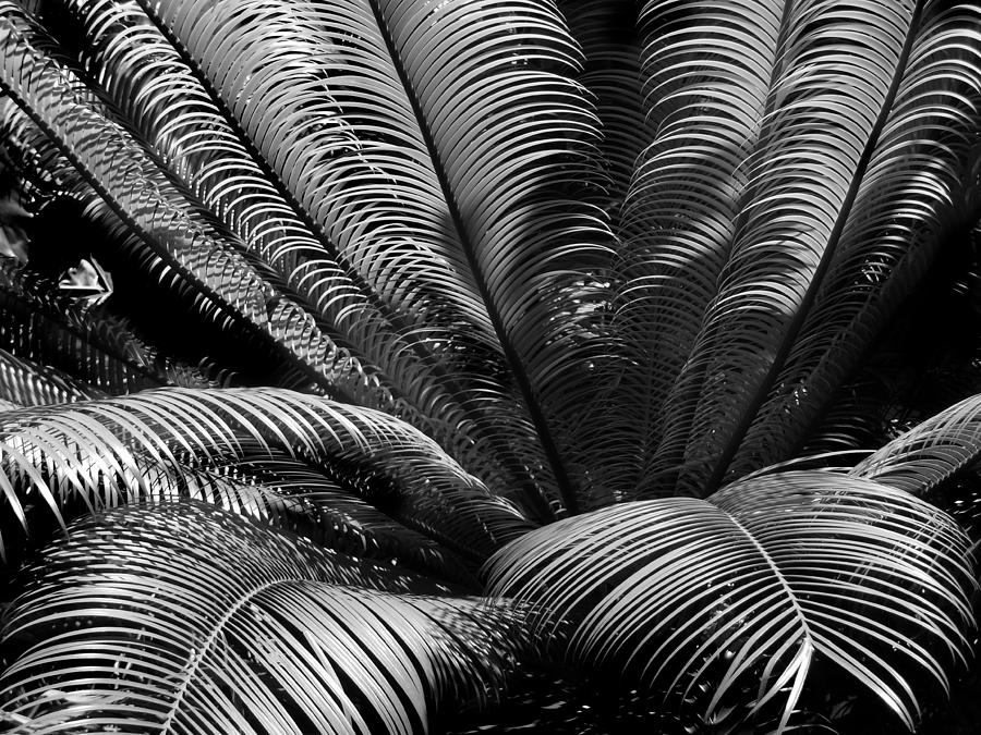 Cycad Lines and Shadows Photograph by Nathan Abbott