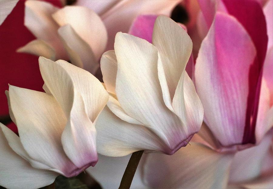 Cyclamen Blooms Photograph by Sheila Brown