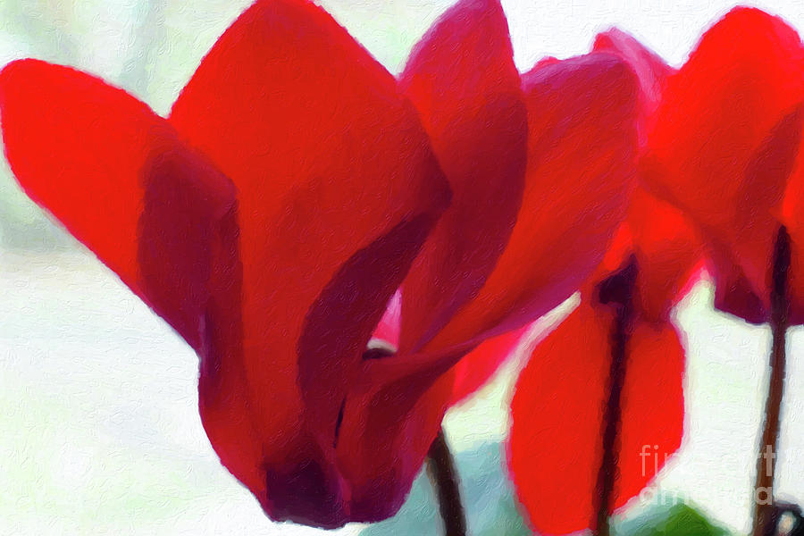 Red Painting - Cyclamen by C L Lassila Red Painting - Cyclamen by C L Lassila