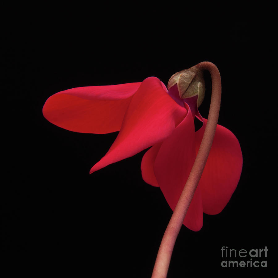 Cyclamen by David R Mann Cyclamen by David R Mann