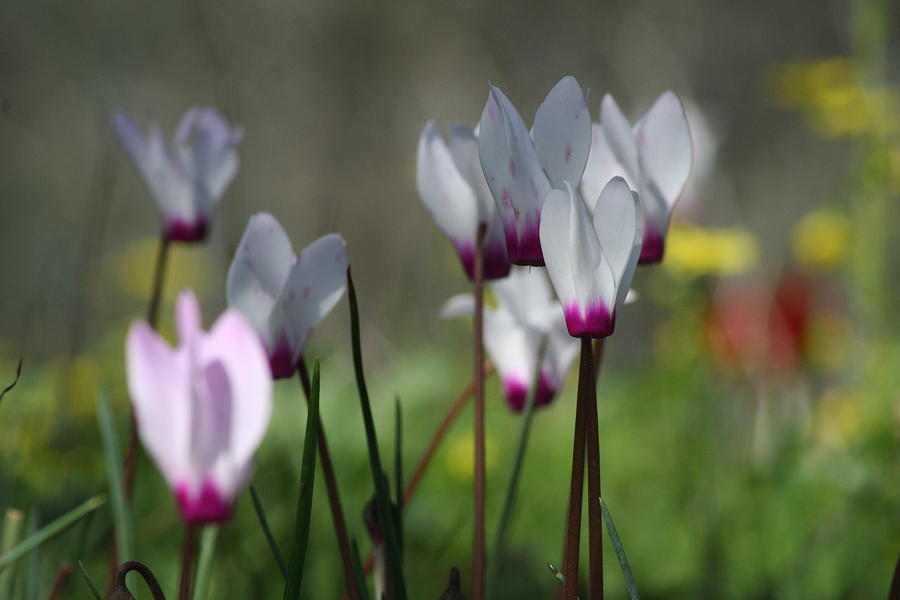 Cyclamen Flowers Spring Pink White Green Nature Blossom Growing Inspiring Hope Photograph by Eli Crombie