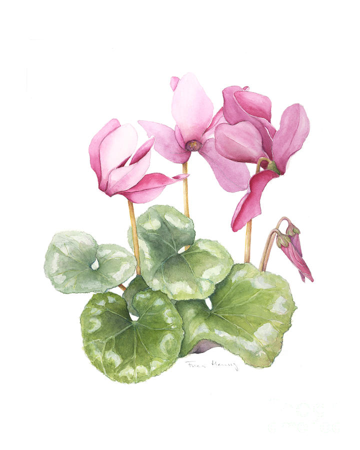 Flowers Still Life Painting - Cyclamen by Fran Henig