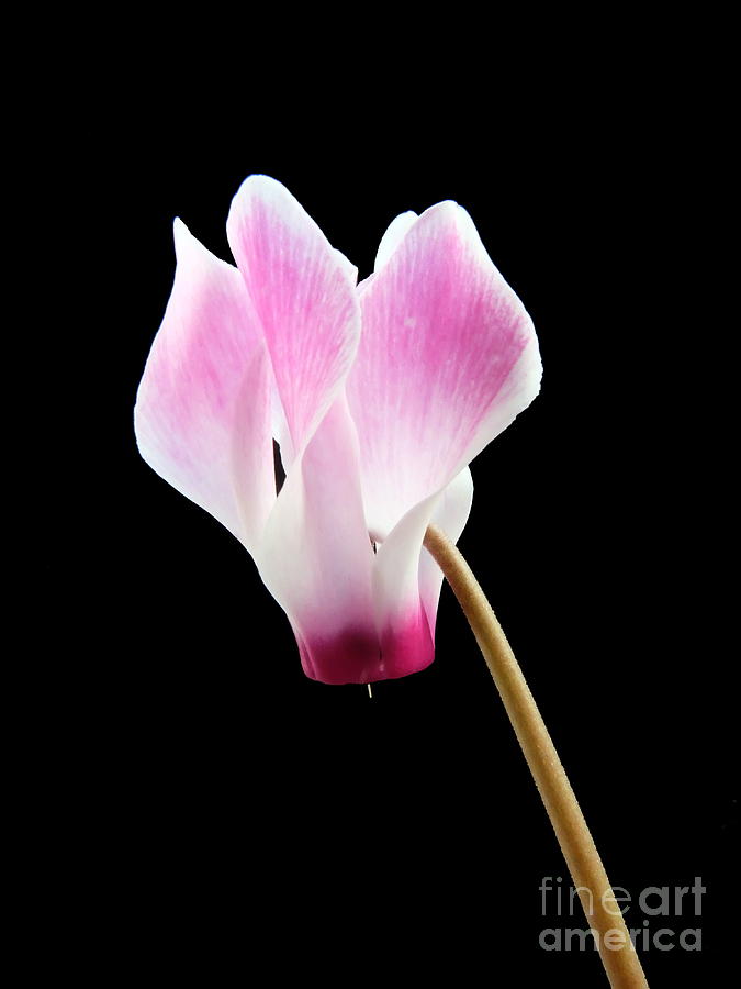 Nature Photograph - Cyclamen Single Flower by John Chatterley