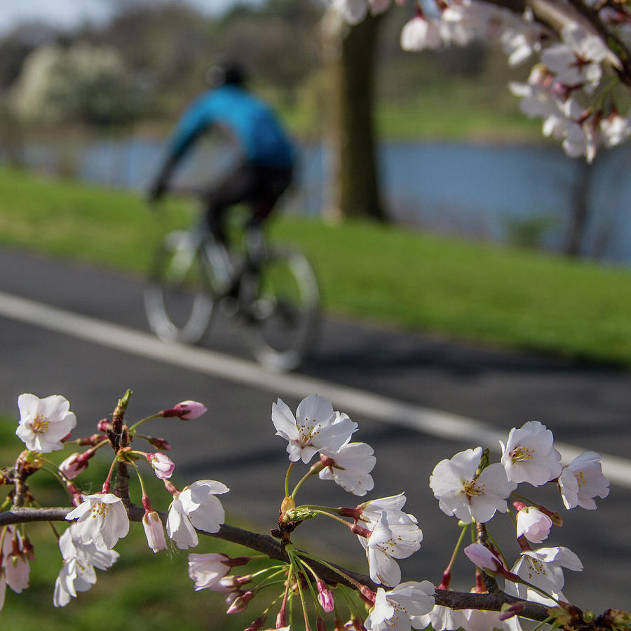 Cycling past spring cherry blossoms in forest Park Photograph by Garry McMichael