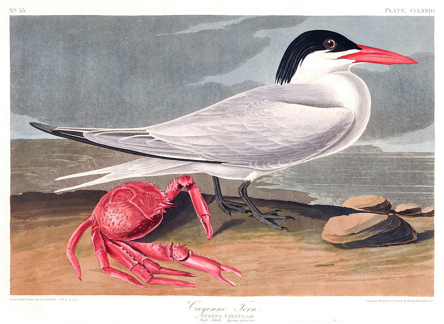 John James Audubon Painting - Cyenne Tern by John James Audubon