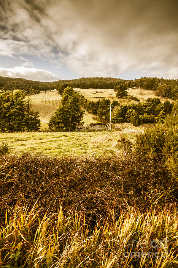 Cygnet rustic farming fields Photograph by Jorgo Photography