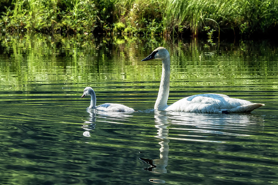 Cygnet with Father Photograph by Belinda Greb